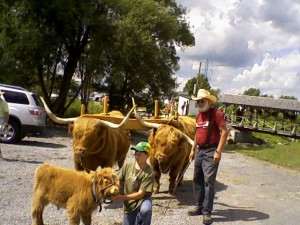 Oxen & baby-1