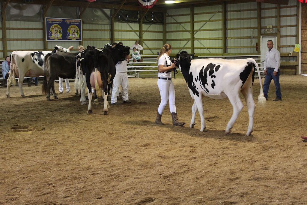 4-H Dairy Show