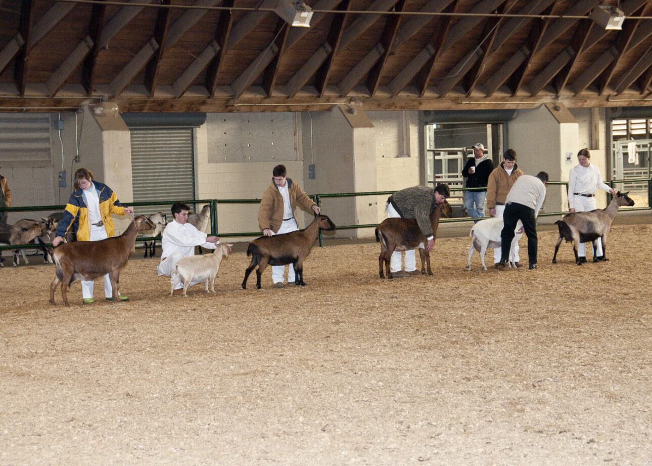 4-H Goat Show