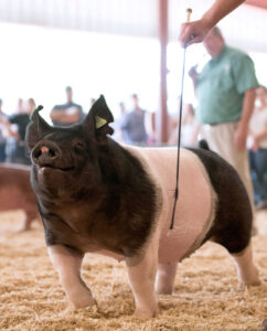 4-H Swine
