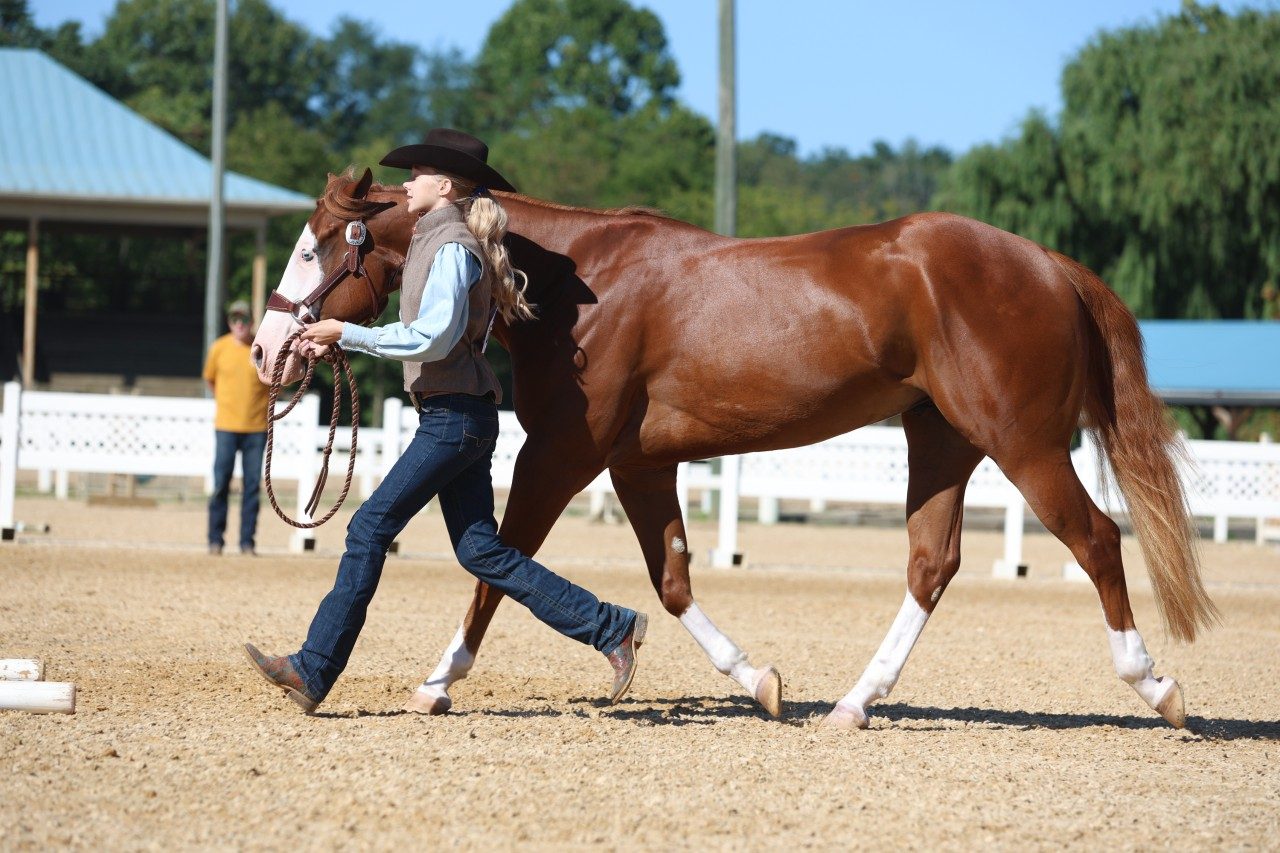 4-H Western Horse show