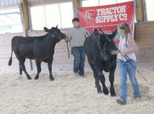 4-H Dairy Show