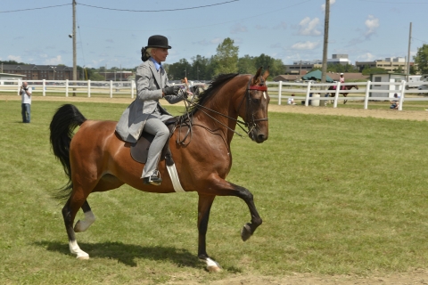 Horse Show