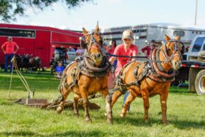 lightweight horse pull