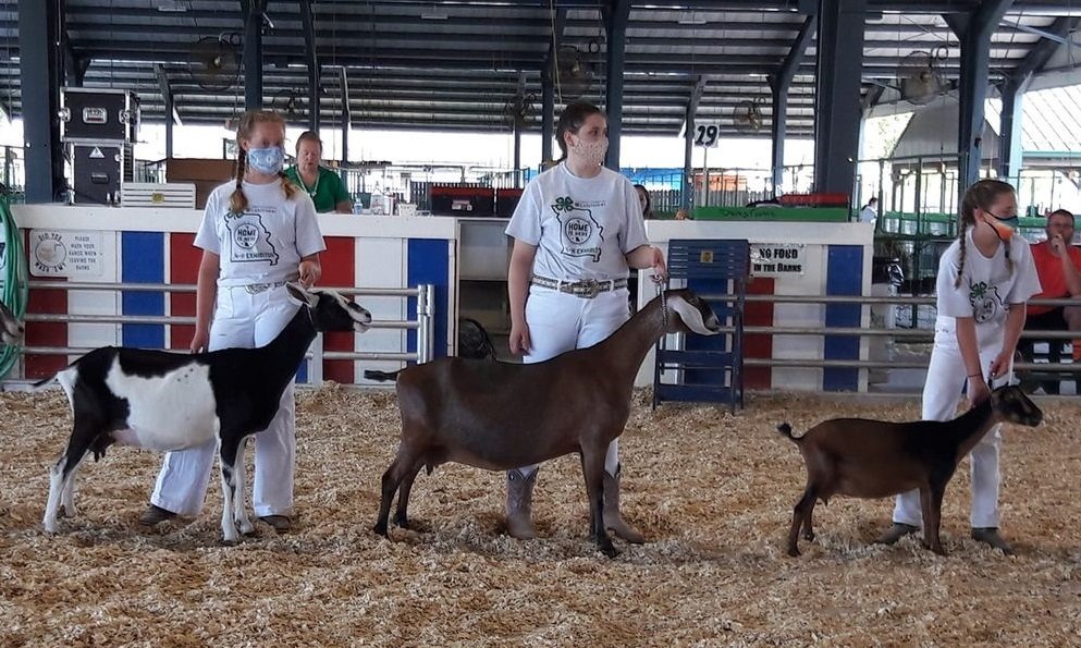 4-H Diary Goat
