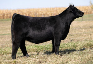 Angus Beef Cattle