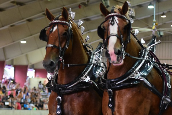 Draft Horse Show