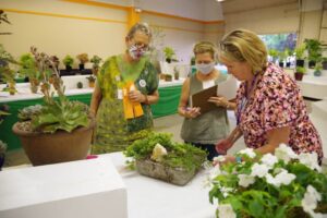 Potted Plants