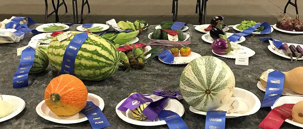 produce judging