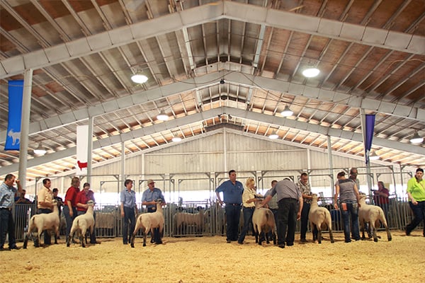 Sheep Show