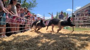 pig race