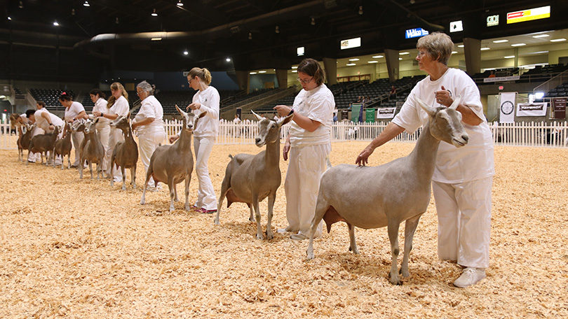 Dairy Goat Show
